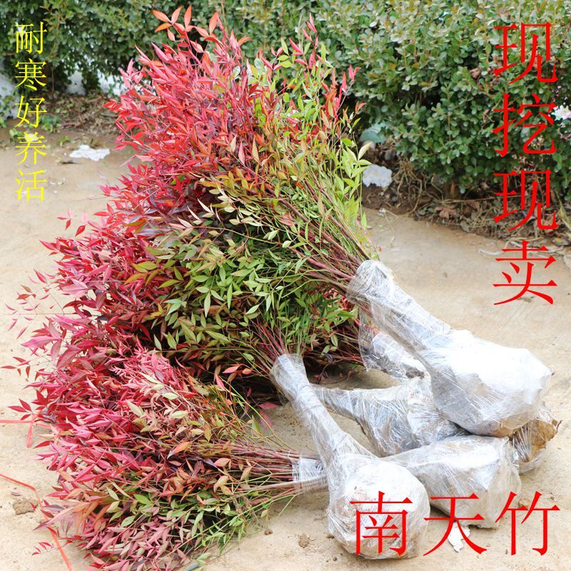 火焰南天竹盆景老桩树苗庭院种植南天竹室内客厅阳台盆栽竹子盆栽