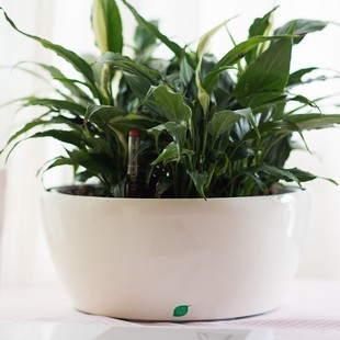 大口径绿萝花盆桌面双层储水懒人自吸水无孔不漏水铜钱草盆矮塑料