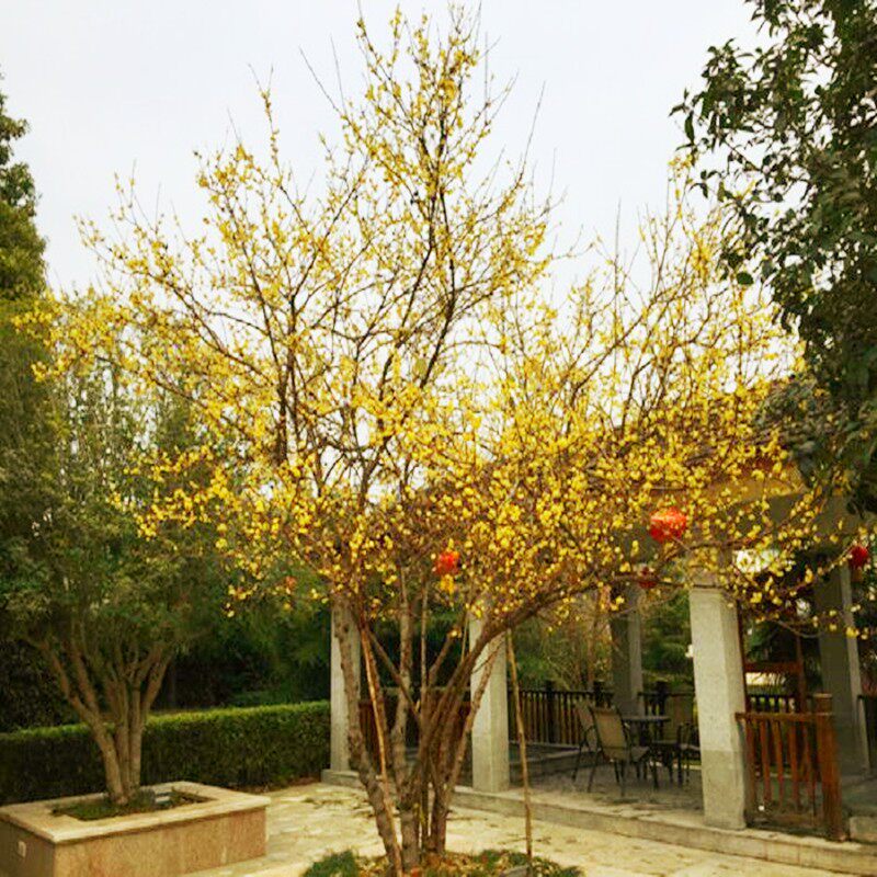 丛生腊梅树苗老桩盆栽棒棒糖嫁接素心腊梅树庭院地栽植物四季开花