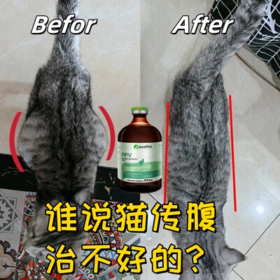 内服全期猫咪传腹100ml液体进口
