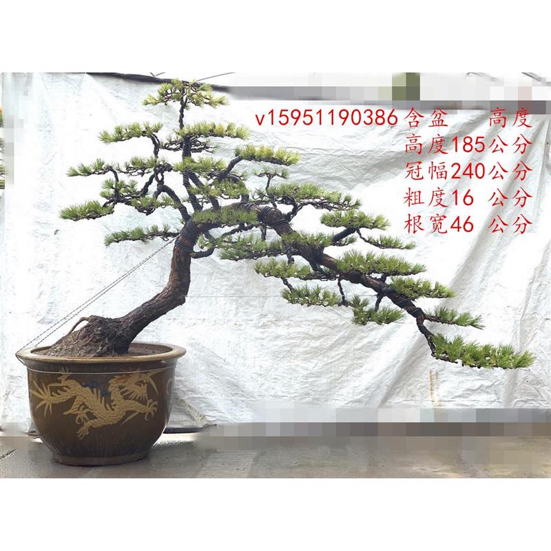罗汉松盆景 提根米叶罗汉松盆景 珍珠罗汉松盆景树桩一物一拍