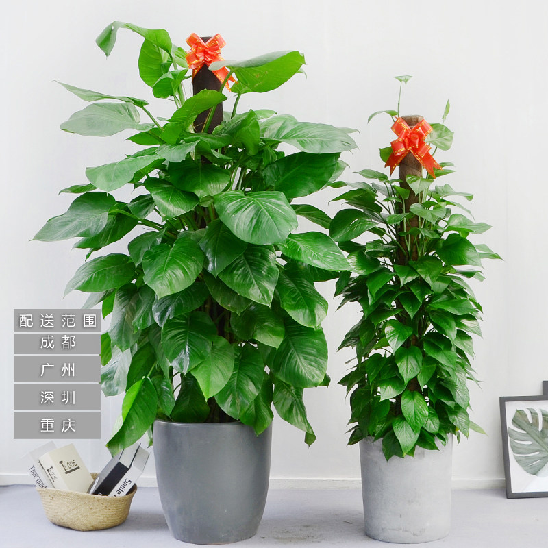 叶子大绿萝室内易养活植物盆栽