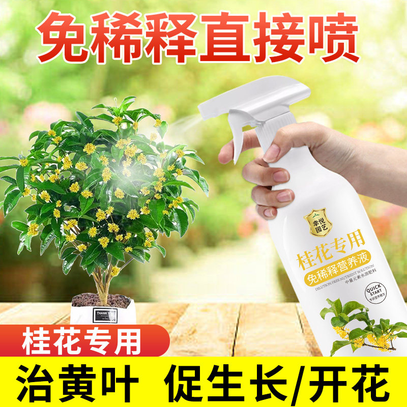 桂花树专用营养液促花爆花肥四季桂花树肥料专用肥黄叶干尖枯叶病