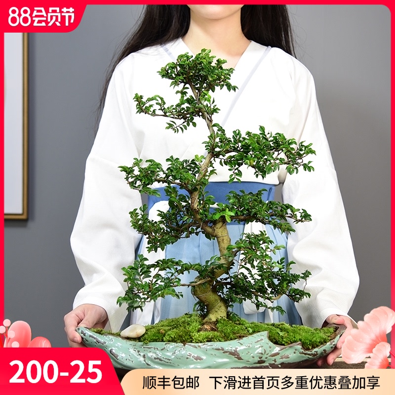 造型小叶榆树盆景老桩悬崖盆栽室内植物办公客厅四季常青花卉绿植