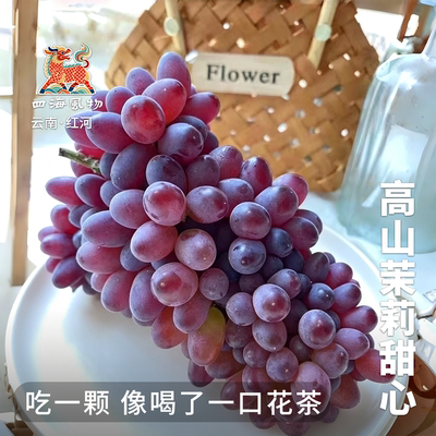 云南现摘高山高甜无籽茉莉香葡萄