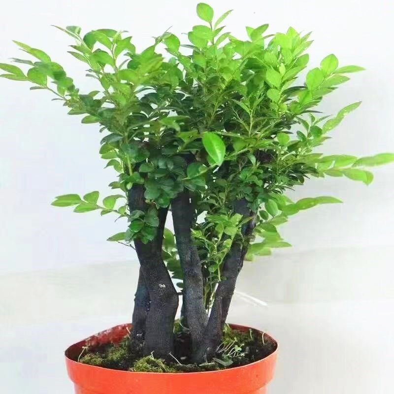 小叶紫檀盆景树桩盆栽老桩丛林植物室内桌面客厅防辐射好养活绿植