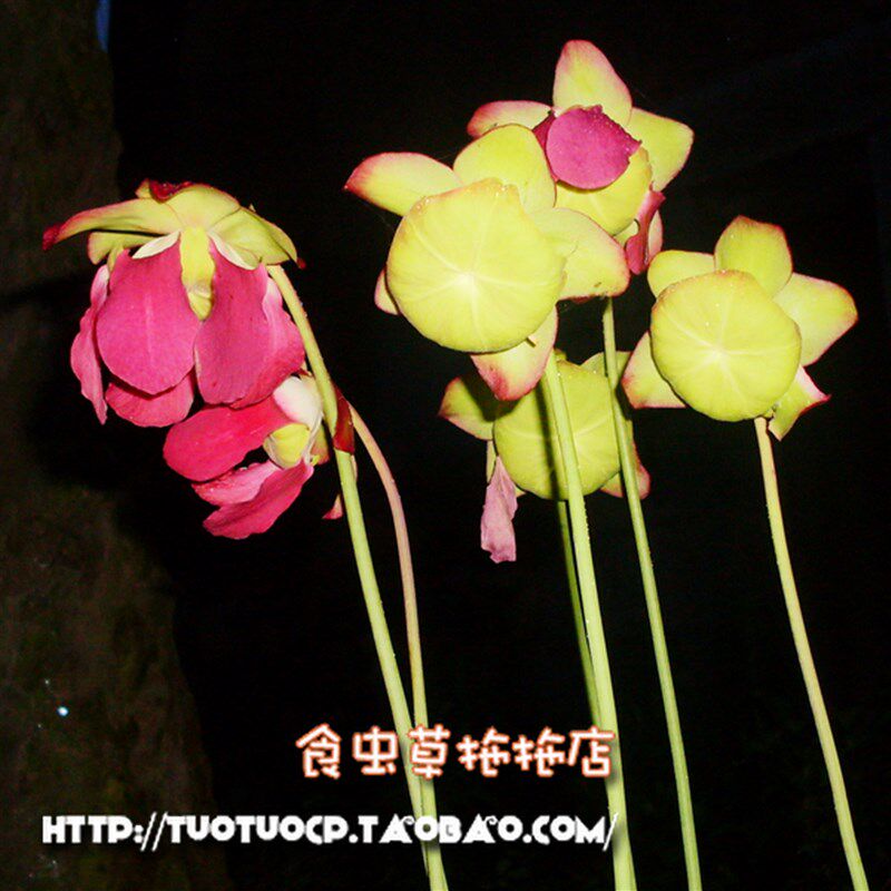 盆栽食虫植物瓶子草休眠 鳞茎 XL尺寸今年必开花赏花就买一颗吧!