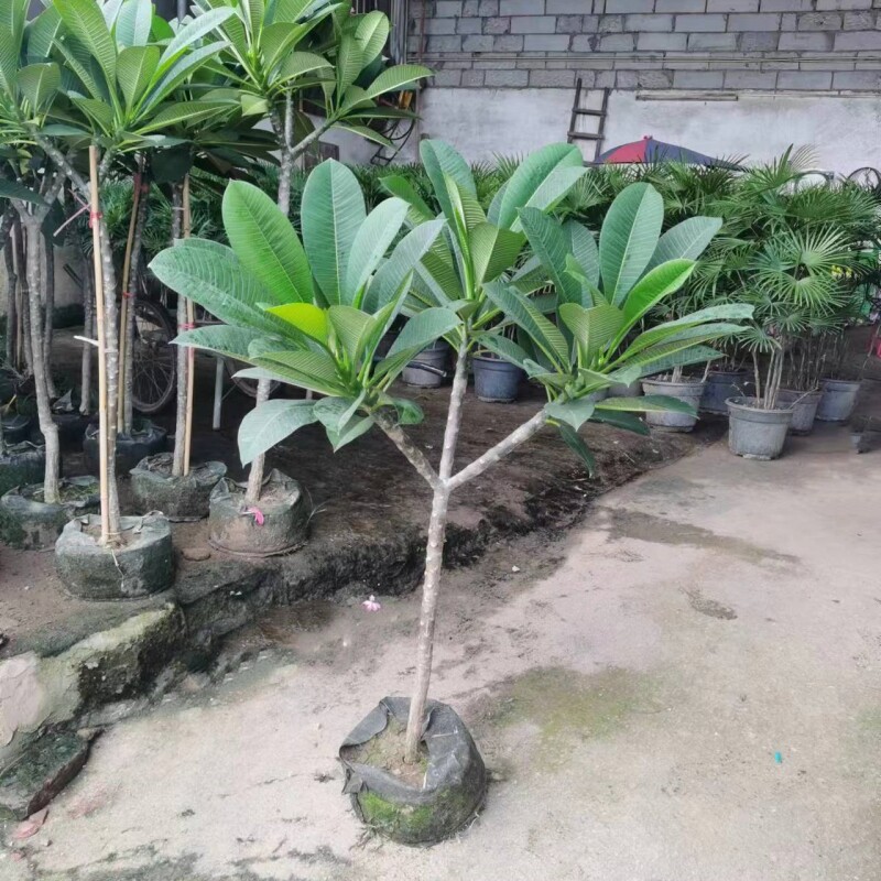 鸡蛋花树苗盆栽当年开花花园庭院地栽阳台盆栽植物 浓香花卉好养