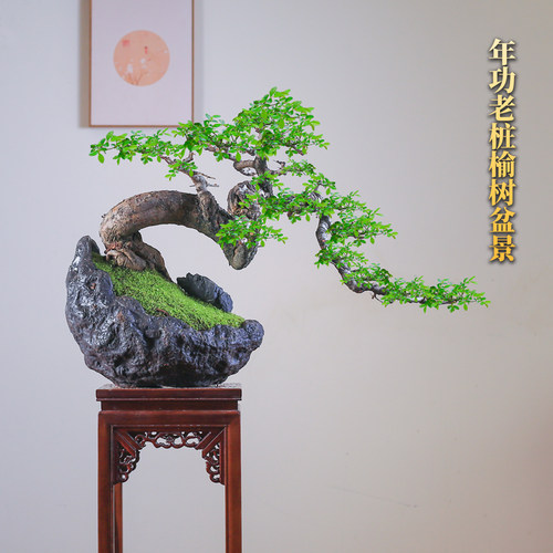 年功榆树盆景一物一拍老桩造型盆栽大型绿植客厅庭院耐寒好养植物