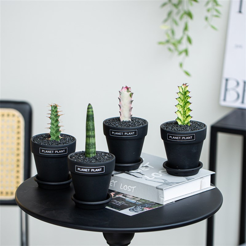 潮流块根多肉植物组合盆栽虎皮兰大戟科仙人柱仙人掌桌面绿植礼品