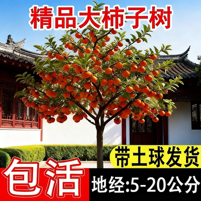 特大脆甜柿子树果苗嫁接树苗
