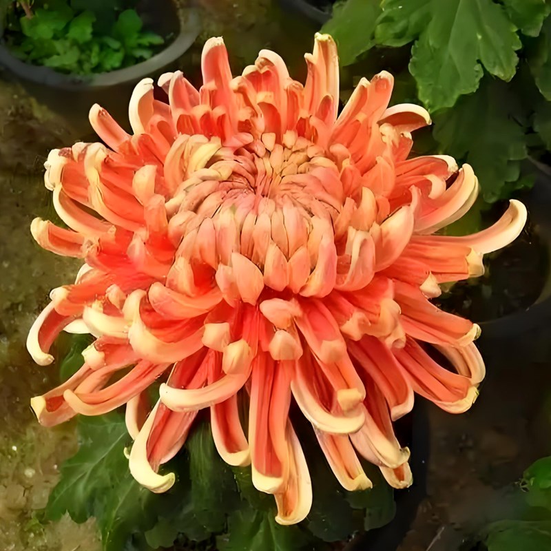 盆栽菊花苗带花苞 荷兰菊四季开花 室内花卉植物九月菊秋菊美人菊