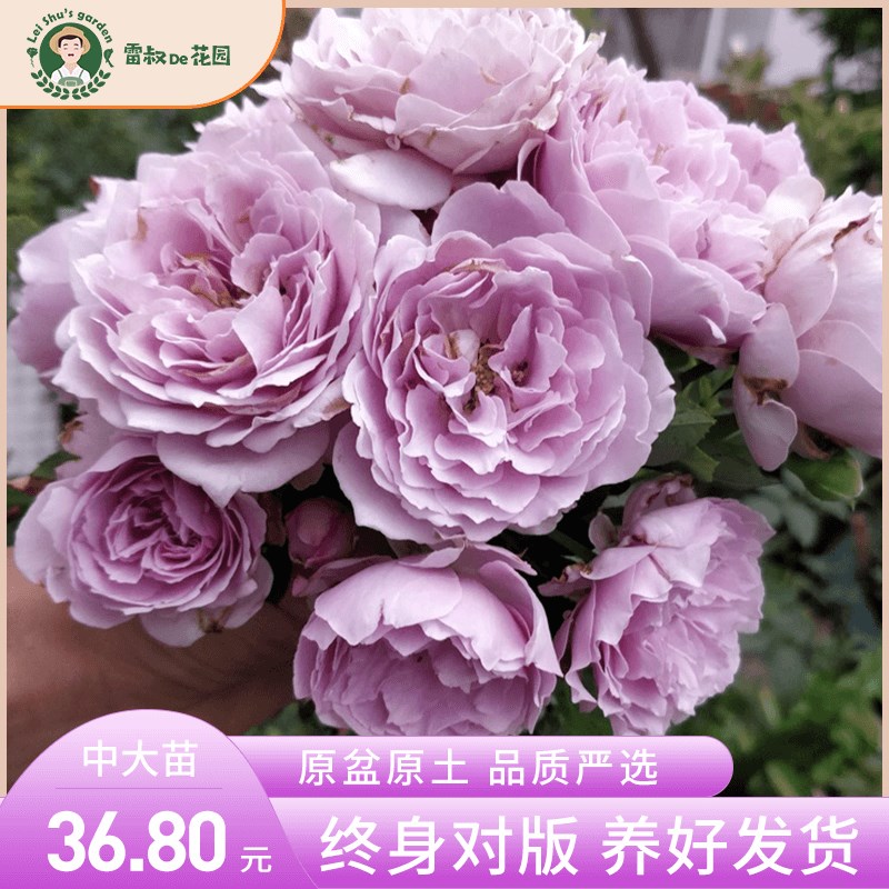 雷叔的花园空蒙月季花苗带盆栽好中大苗蓝紫色露台庭院玫瑰花卉