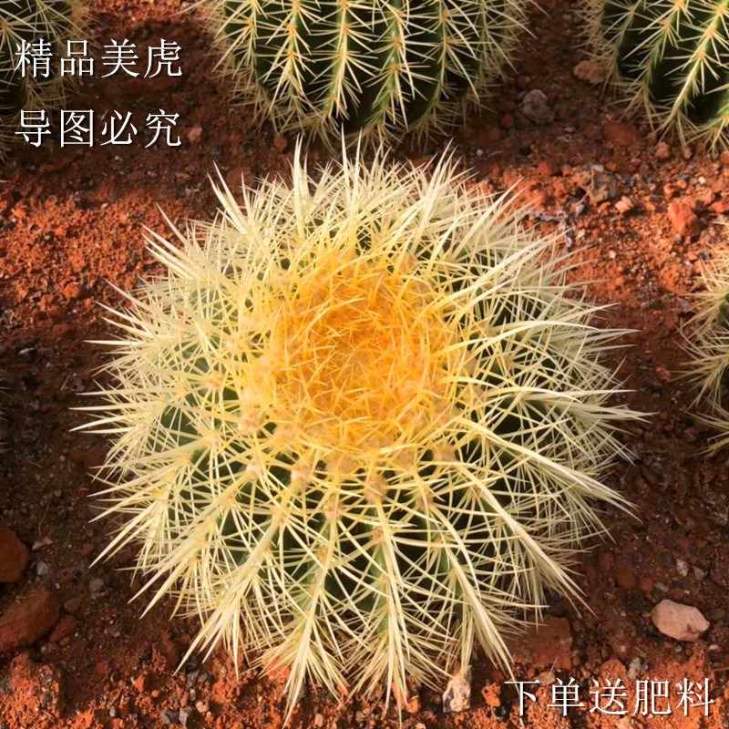 超大美虎仙人球盆栽花卉多肉植物仙人掌植物办公室室内电脑防辐射