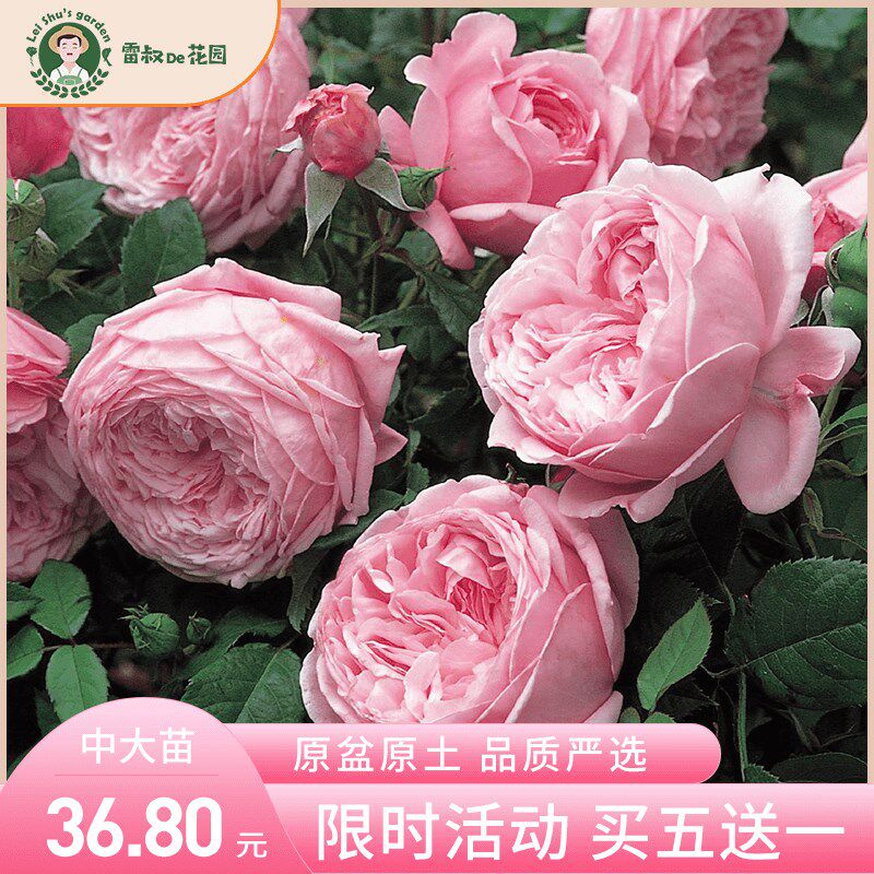 雷叔的花园自由精神月季花苗藤本月季庭院爬藤多头月季植物盆栽