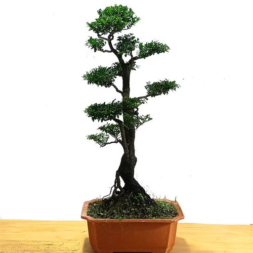 广东小叶紫檀盆景造型老桩黑骨茶室内阳台盆栽花卉绿植耐寒四季常