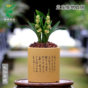 喜花里兰花苗四季建兰矮种九仙荷蝶好养开花浓香室内绿植花卉盆栽