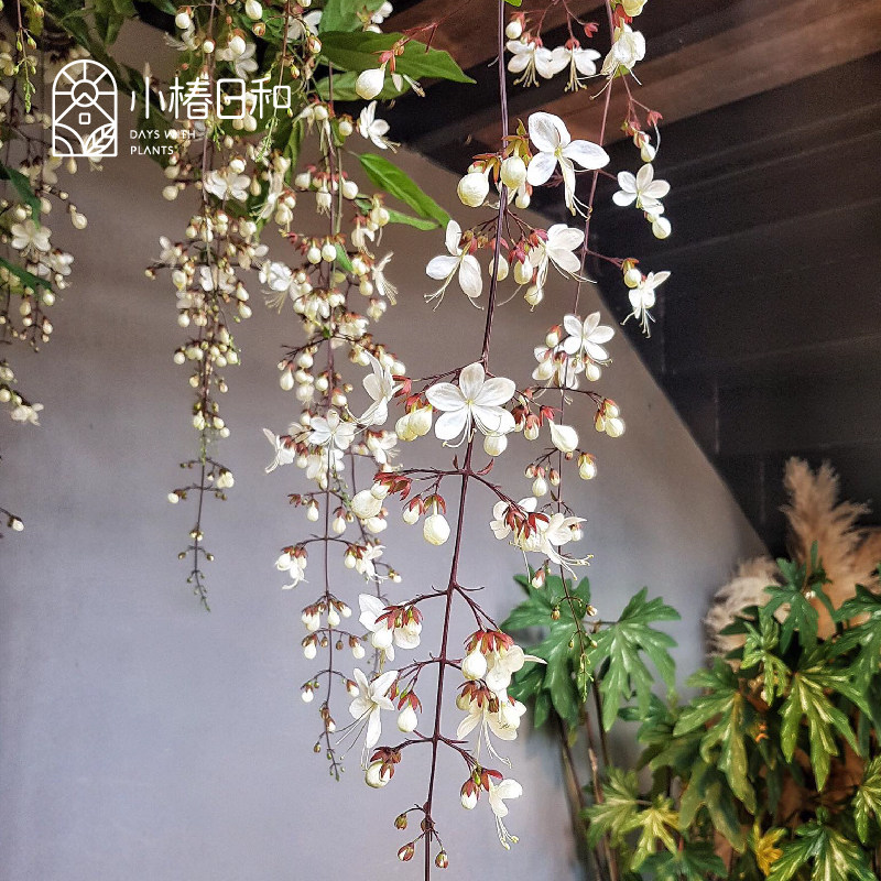 小椿日和 垂丝茉莉花盆栽花苗白蝴蝶稀有花卉进口室内垂吊植物