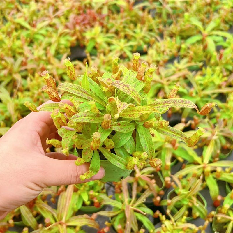 食虫植物--奇异猪笼草多头爆盆分株花叶小型笼绿植盆栽精选食虫猪