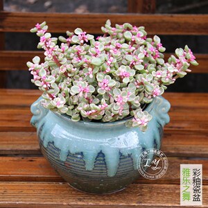 多肉植物雅乐之舞玉缀蓝石莲肉肉植物老桩植物室内绿植盆栽花卉