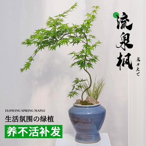 流泉枫盆栽树苗客厅室内大型绿植蓝花楹四季好养造型植物落地盆景