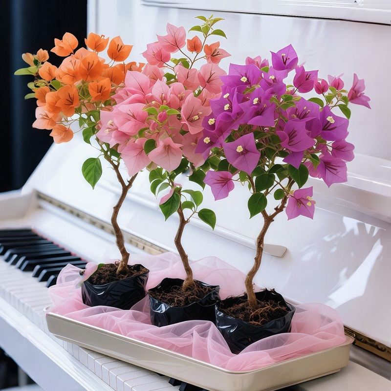 三角梅带叶绿樱云南紫花苗