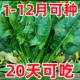 大叶菠菜种子四季 易种原生态菠菜籽种子抗病耐热耐寒越冬蔬菜种子