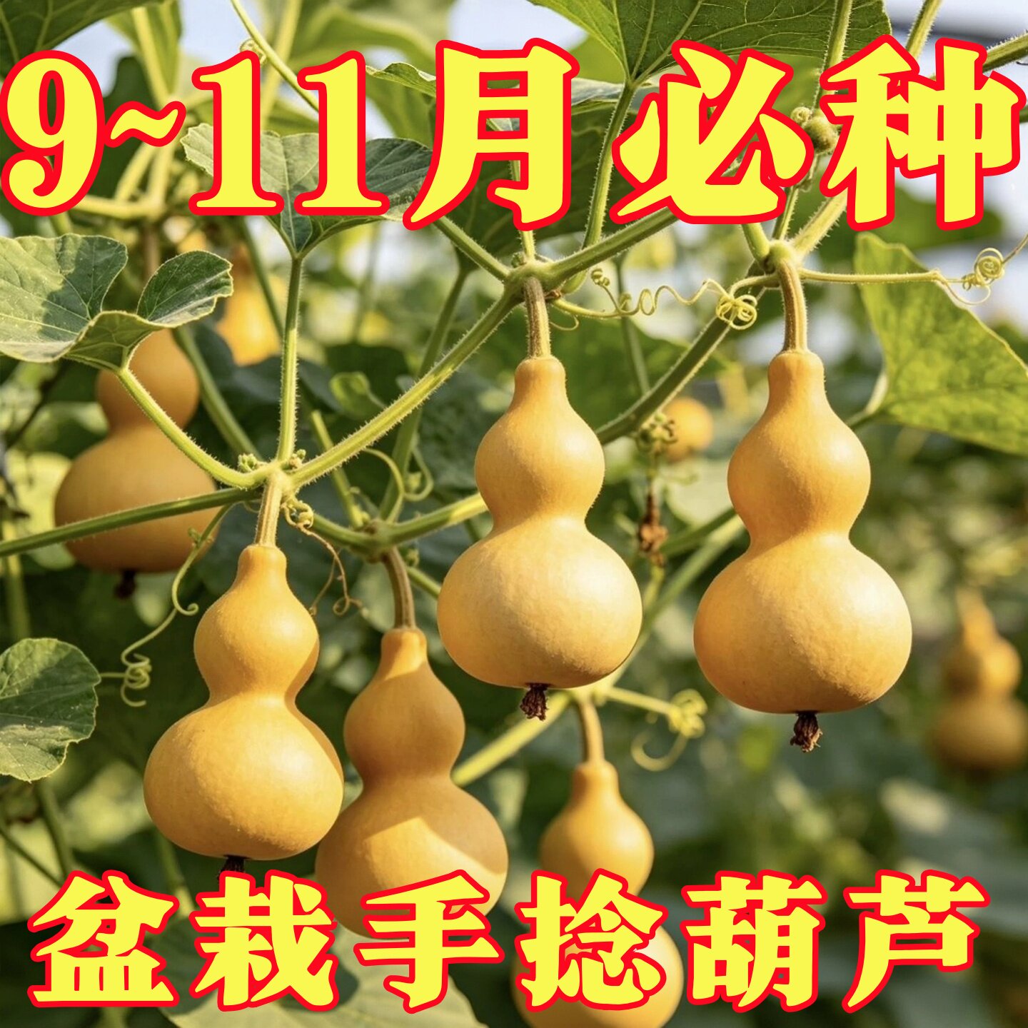 手捻小葫芦籽种四季观赏葫芦种子阳台庭院爬藤文玩葫芦种盆栽植物