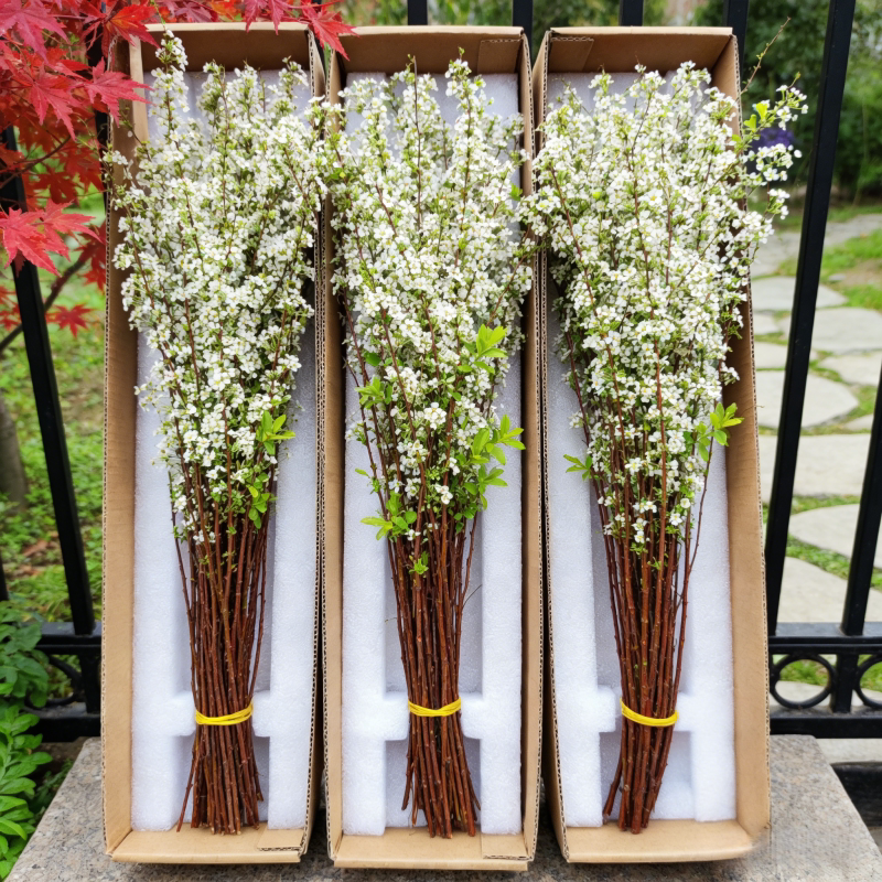 【雪柳鲜枝带花苞】水养鲜枝冬季耐寒花卉云南发水培植物好养室内