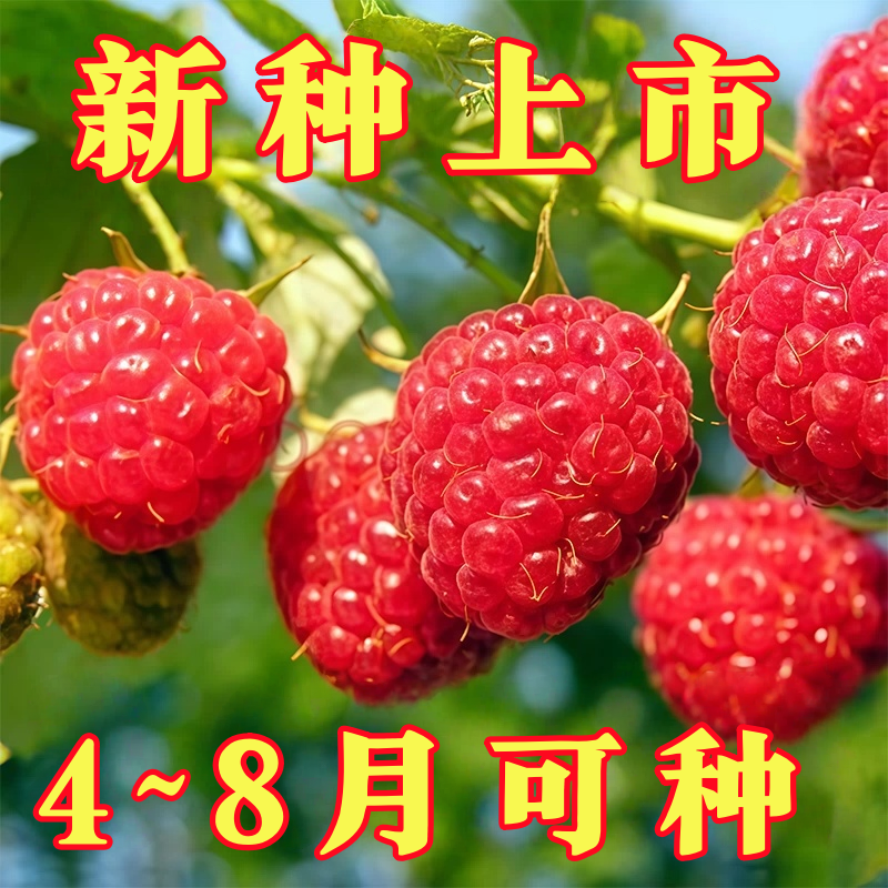 红树莓种子】正宗新鲜耐热覆盆子酸甜树莓室内阳台盆栽南方北方种