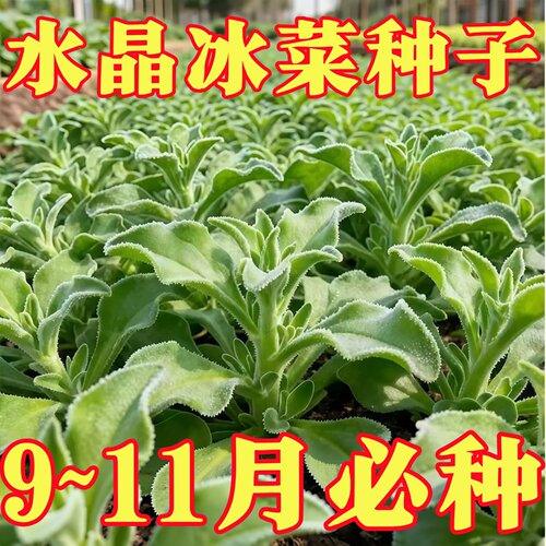 水晶冰菜种子四季可种高钙沙拉