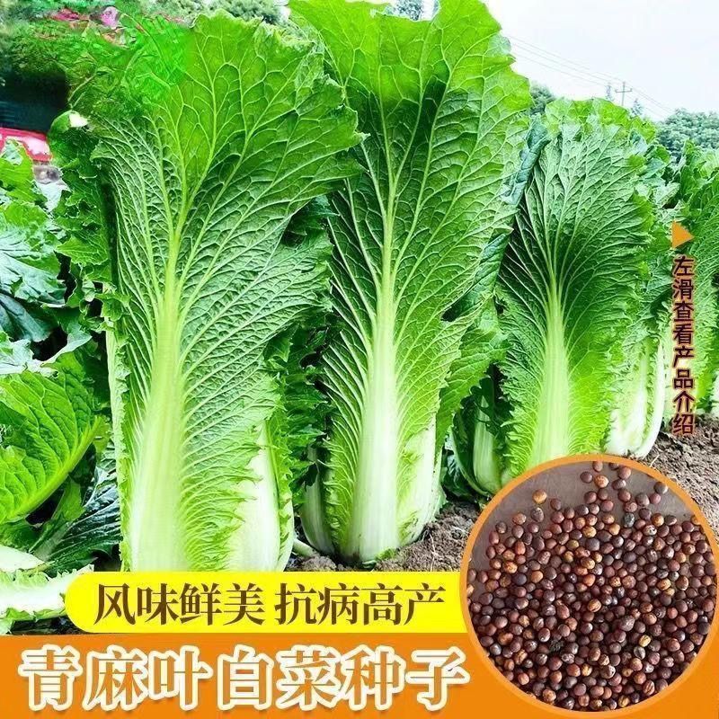 天津绿青口大白菜青麻叶