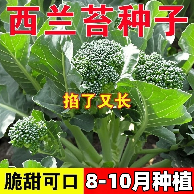 美味西兰苔种子营养西兰花菜种子高产抽苔花菜苔耐寒抗热四季蔬菜,鲜花速递/花卉仿真/绿植园艺,红掌/凤梨/温室花卉,淘宝优惠券,粉丝福利购,淘宝优惠卷
