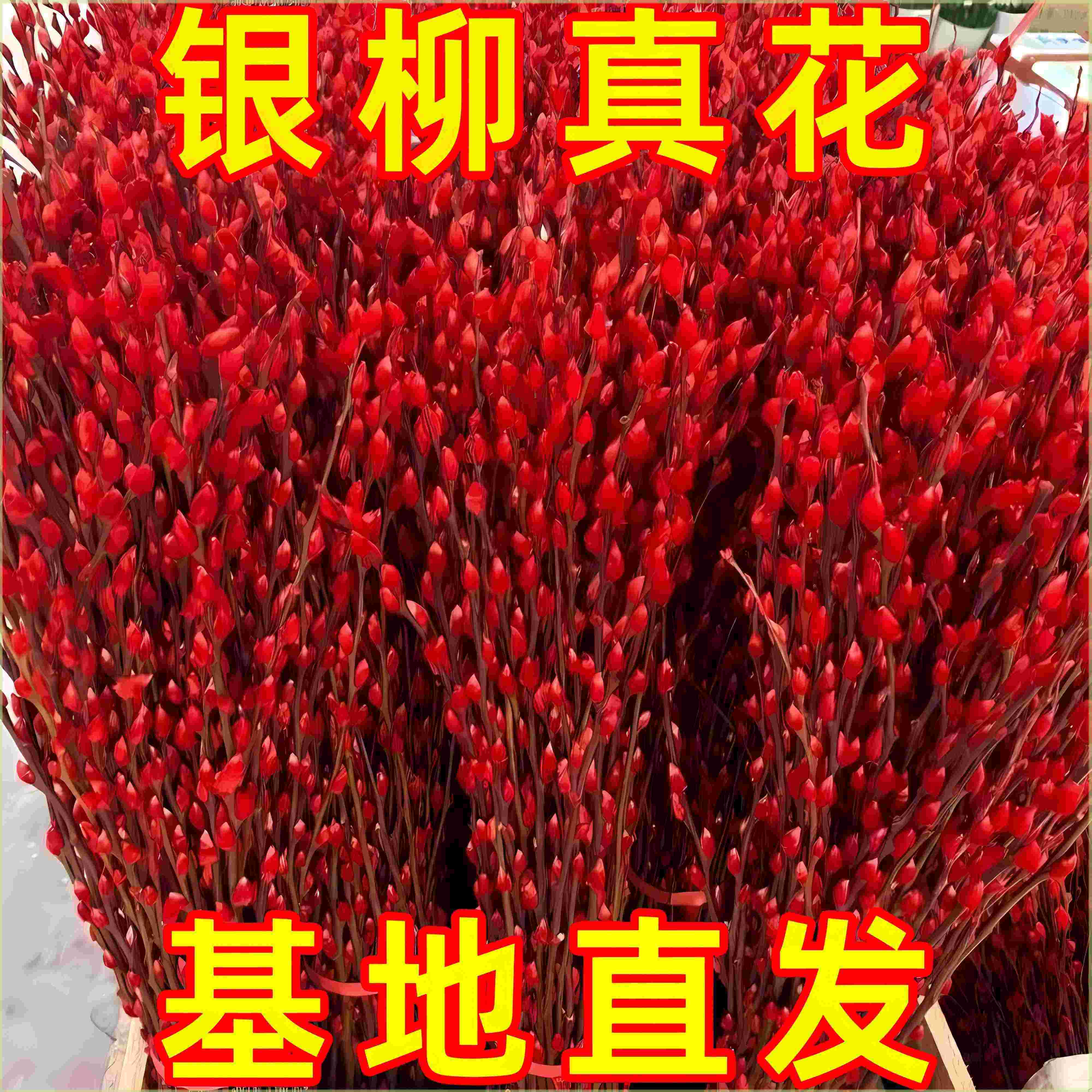 银柳真花鲜枝客厅摆件冬季耐寒干花新年红色福桶招财年宵花卉盆栽,鲜花速递/花卉仿真/绿植园艺,红掌/凤梨/温室花卉,淘宝优惠券,粉丝福利购,淘宝优惠卷