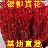 银柳真花鲜枝客厅摆件冬季 耐寒干花新年红色福桶招财年宵花卉盆栽