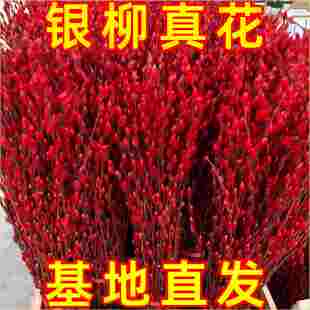 银柳真花鲜枝客厅摆件冬季耐寒干花新年红色福桶招财年宵花卉盆栽