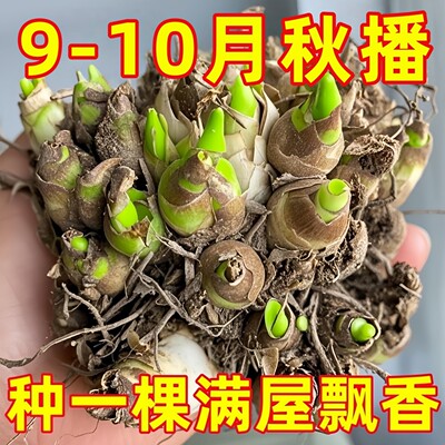 晚香玉带花苞特大号重瓣大花球根