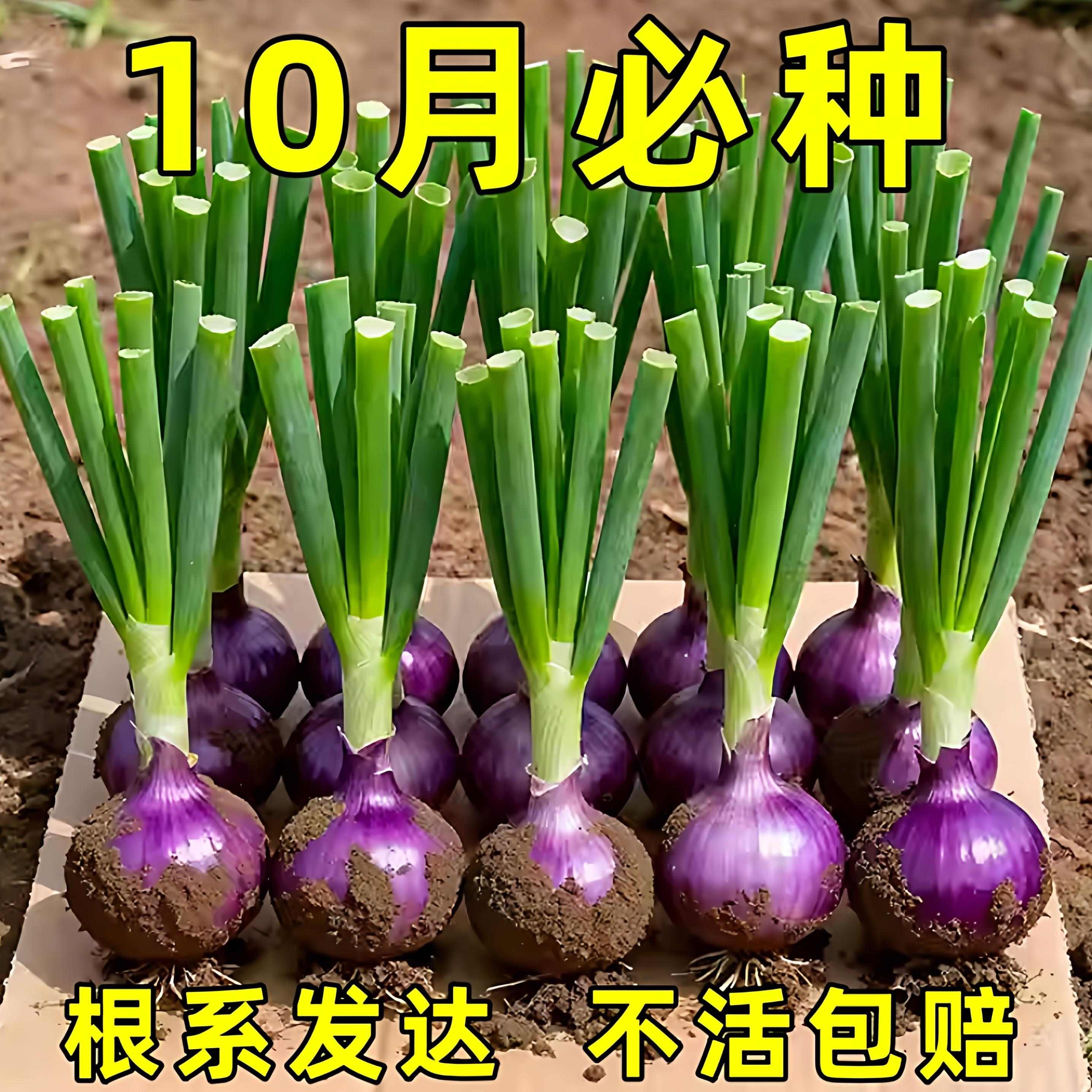 紫皮水果洋葱秧苗红皮特大圆葱耐寒阳台盆栽四季可种植高产葱种子