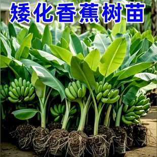 矮化香蕉粉蕉小米蕉苹果蕉红蕉苗芭蕉庭院盆栽大苗南方当年结果