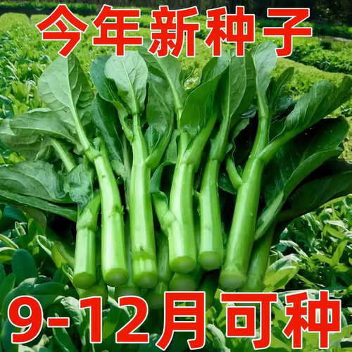 四九甜菜心种子25天速生四季种