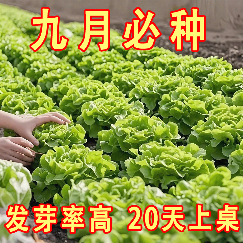 奶油生菜新鲜蔬菜叶菜类生菜生吃凉拌甜脆多汁沙拉菜农家自种生菜,鲜花速递/花卉仿真/绿植园艺,红掌/凤梨/温室花卉,淘宝优惠券,粉丝福利购,淘宝优惠卷