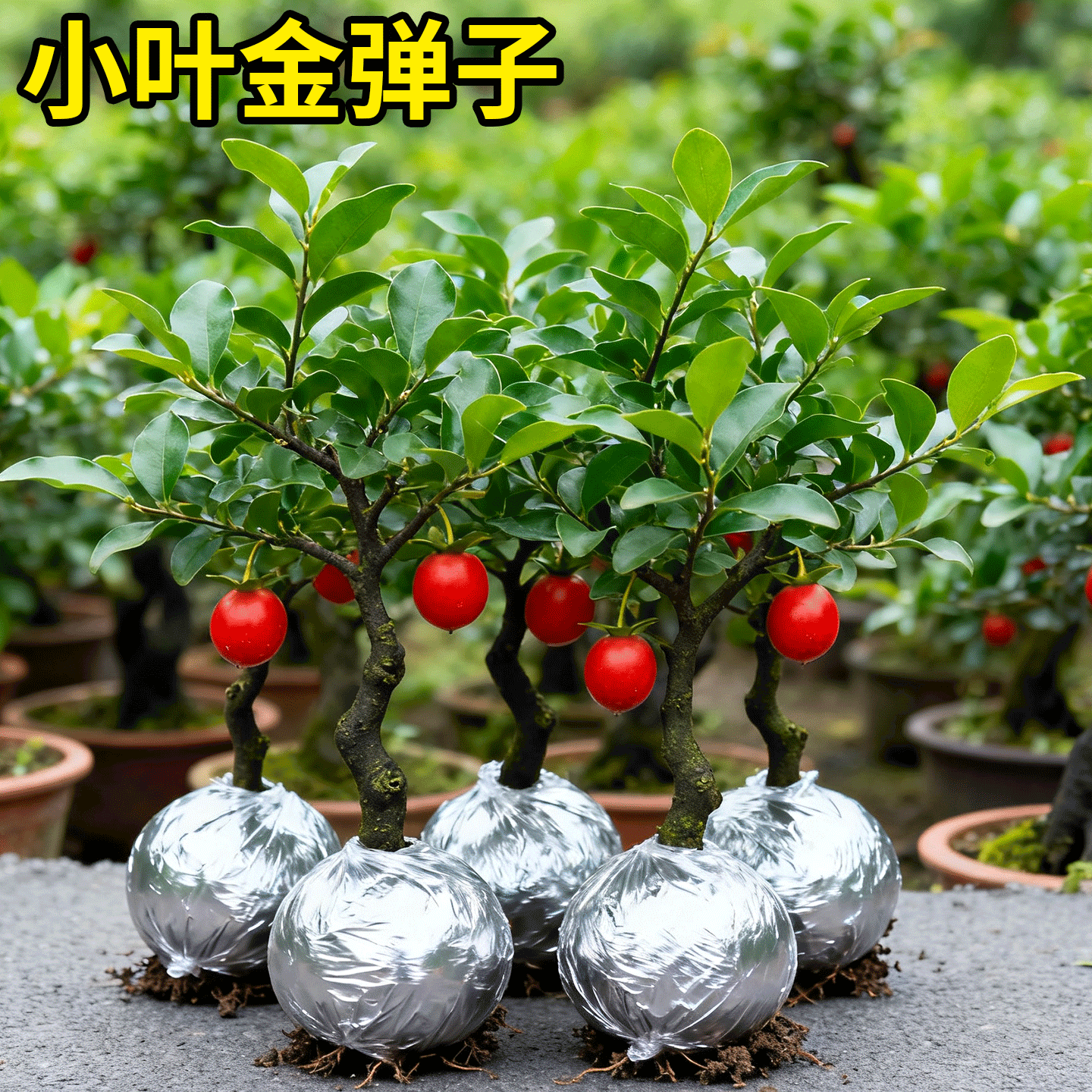 金弹子可挂果盆栽四川小叶金单子带造型观果盆景小苗母桩练手母带