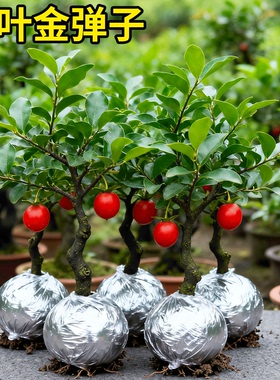 金弹子可挂果盆栽四川小叶金单子带造型观果盆景小苗母桩练手母带