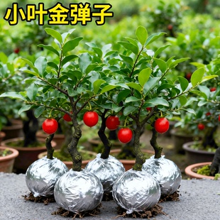 金弹子可挂果盆栽四川小叶金单子带造型观果盆景小苗母桩练手母带