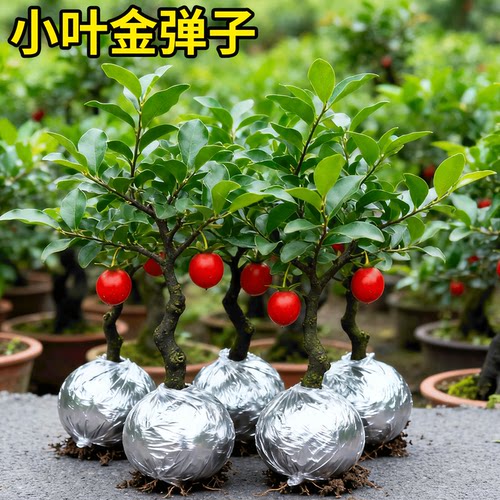 金弹子可挂果盆栽四川小叶金单子带造型观果盆景小苗母桩练手母带
