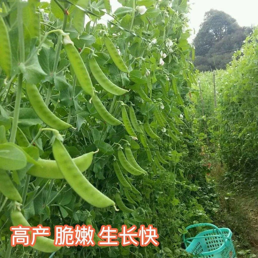 荷兰豆种子多次采收甜豌豆荚
