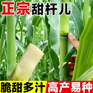 冰糖甜杆种子原装超甜北方甘蔗种子甜高粱种子正品老品种高糖甜杆