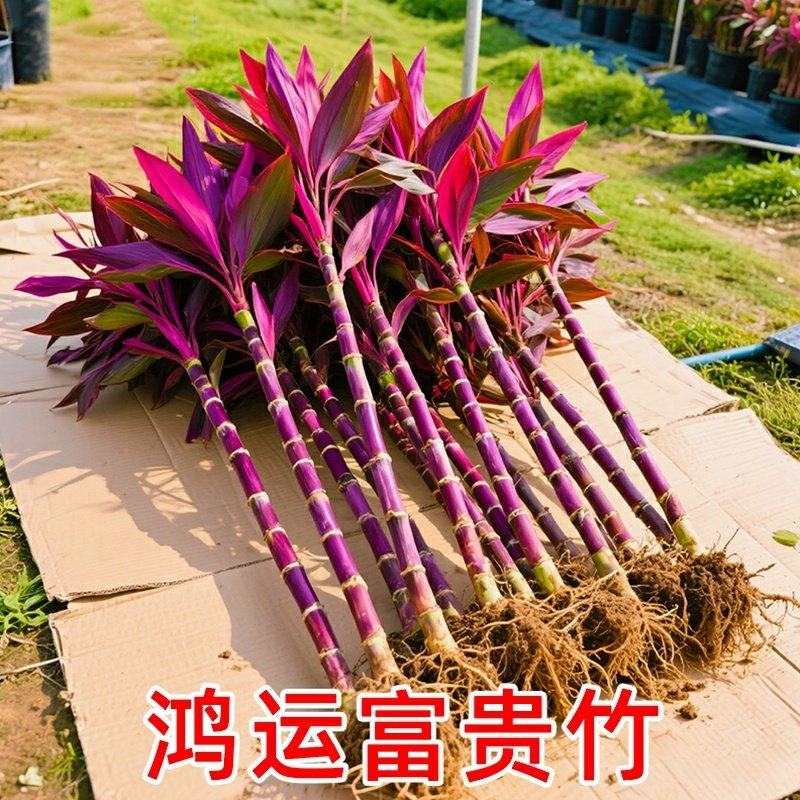 紫竹鸿运当头富贵竹绿植室内客厅花卉盆栽观音竹大叶竹水培植物,鲜花速递/花卉仿真/绿植园艺,红掌/凤梨/温室花卉,淘宝优惠券,粉丝福利购,淘宝优惠卷