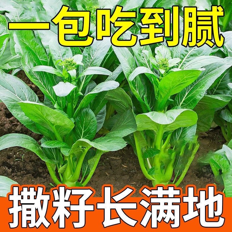【割完又长】四季菜心种子盆栽四九甜菜心种子广州青菜籽蔬菜种子
