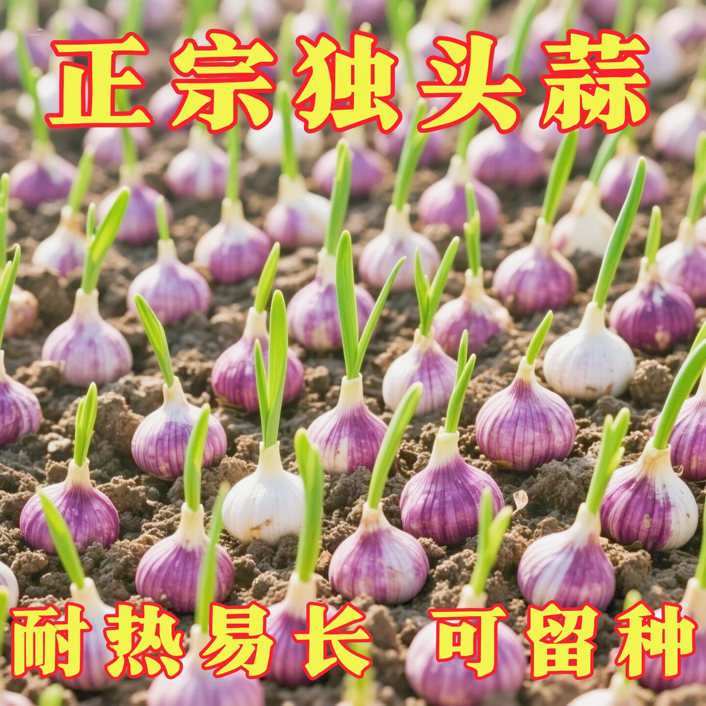 紫皮独头蒜种籽大头蒜种子图片